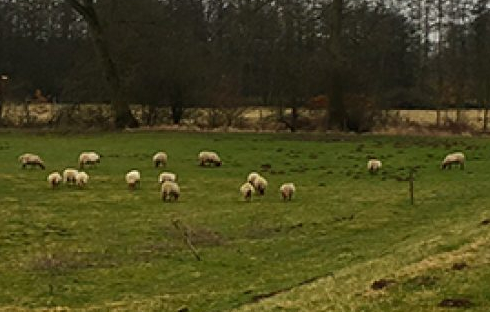 schapen