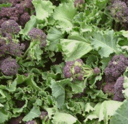 Schermafbeelding 2017-03-18 om 22.57.04