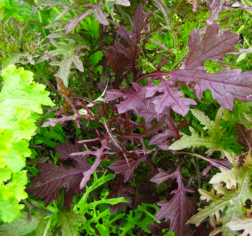 Schermafbeelding 2017-03-19 om 23.08.43